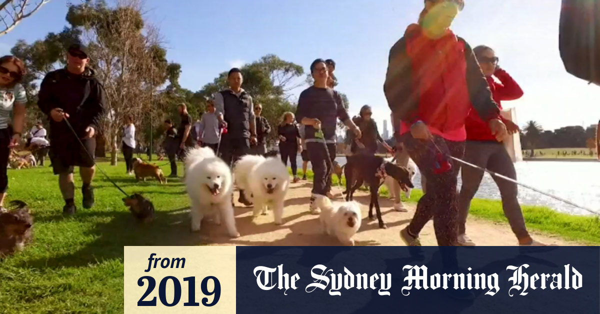 Video Popular pet food brands linked to fatal disease in dogs